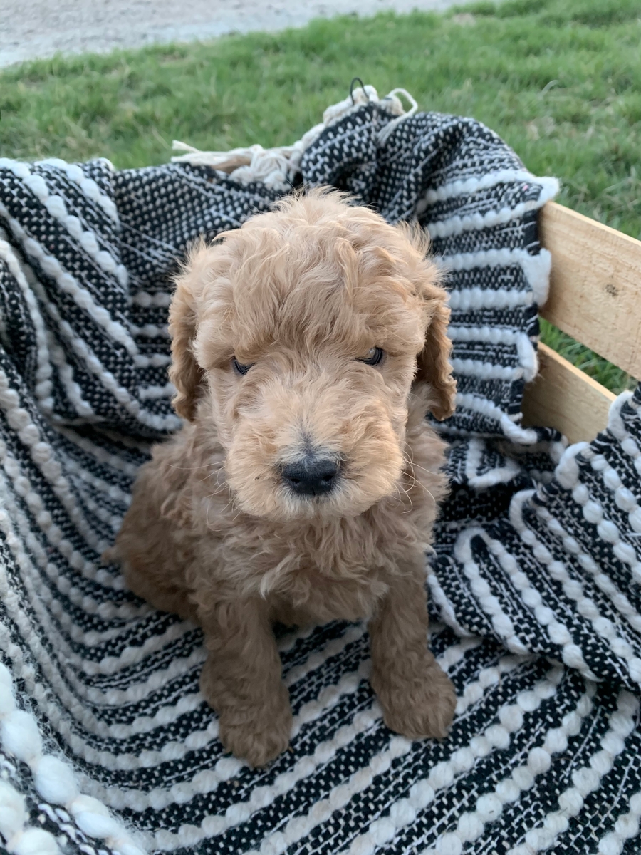 F1b Medium Goldendoodles Dream Doodle Puppies Our Dogs