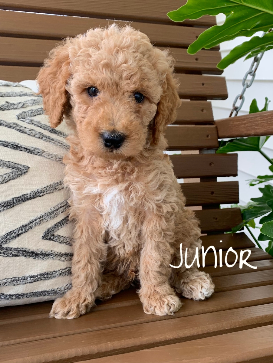 Medium GoldendoodlesDream Doodle Puppies Our Dogs