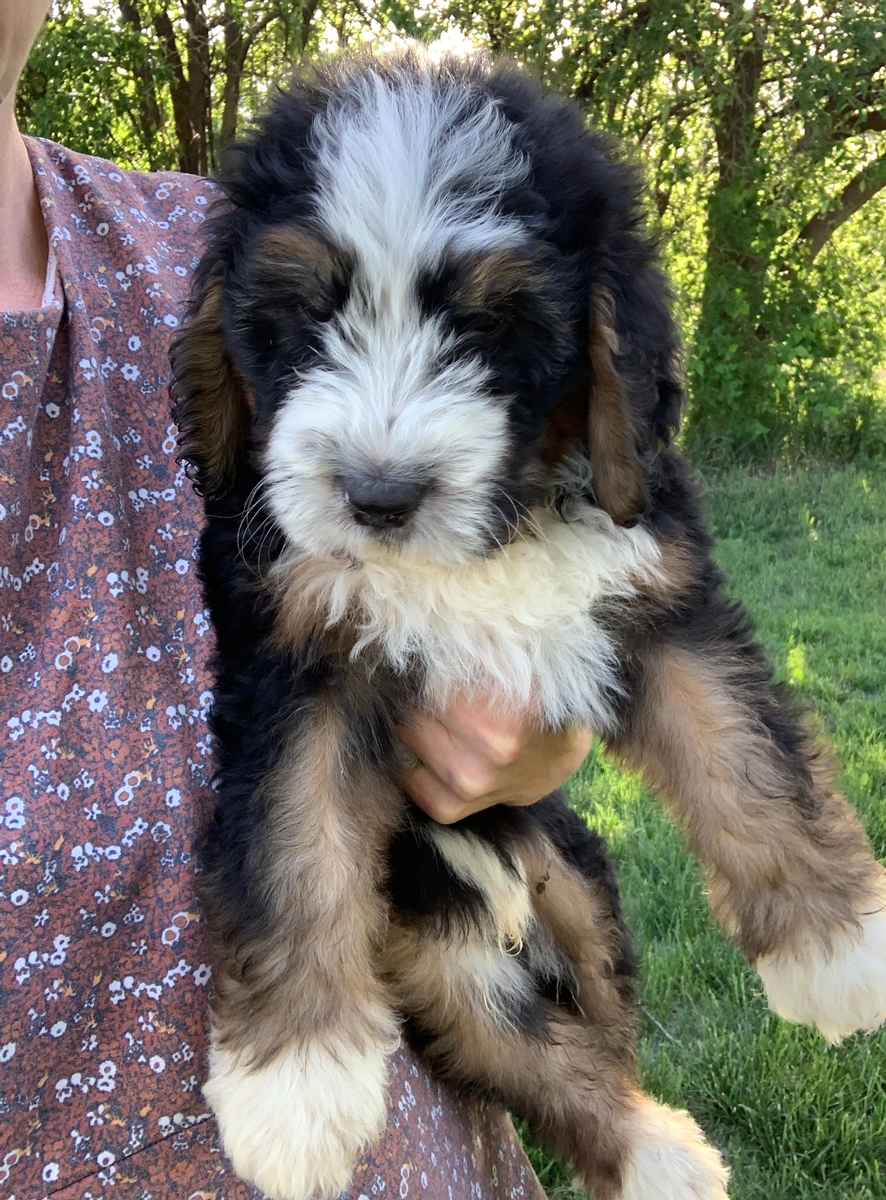 F1 Medium Bernedoodle Kansas Dream Doodle Puppies Our Dogs