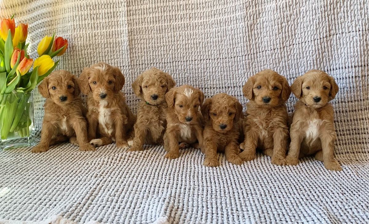 F1b Medium Goldendoodles Dream Doodle Puppies Our Dogs