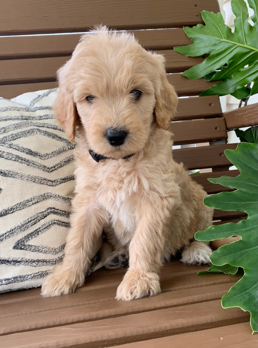 Medium GoldendoodlesDream Doodle Puppies Our Dogs