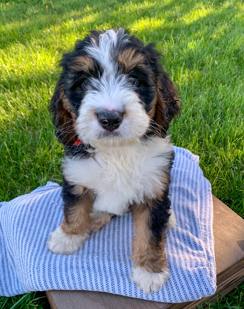 F1 Medium Bernedoodle Kansas Dream Doodle Puppies Our Dogs
