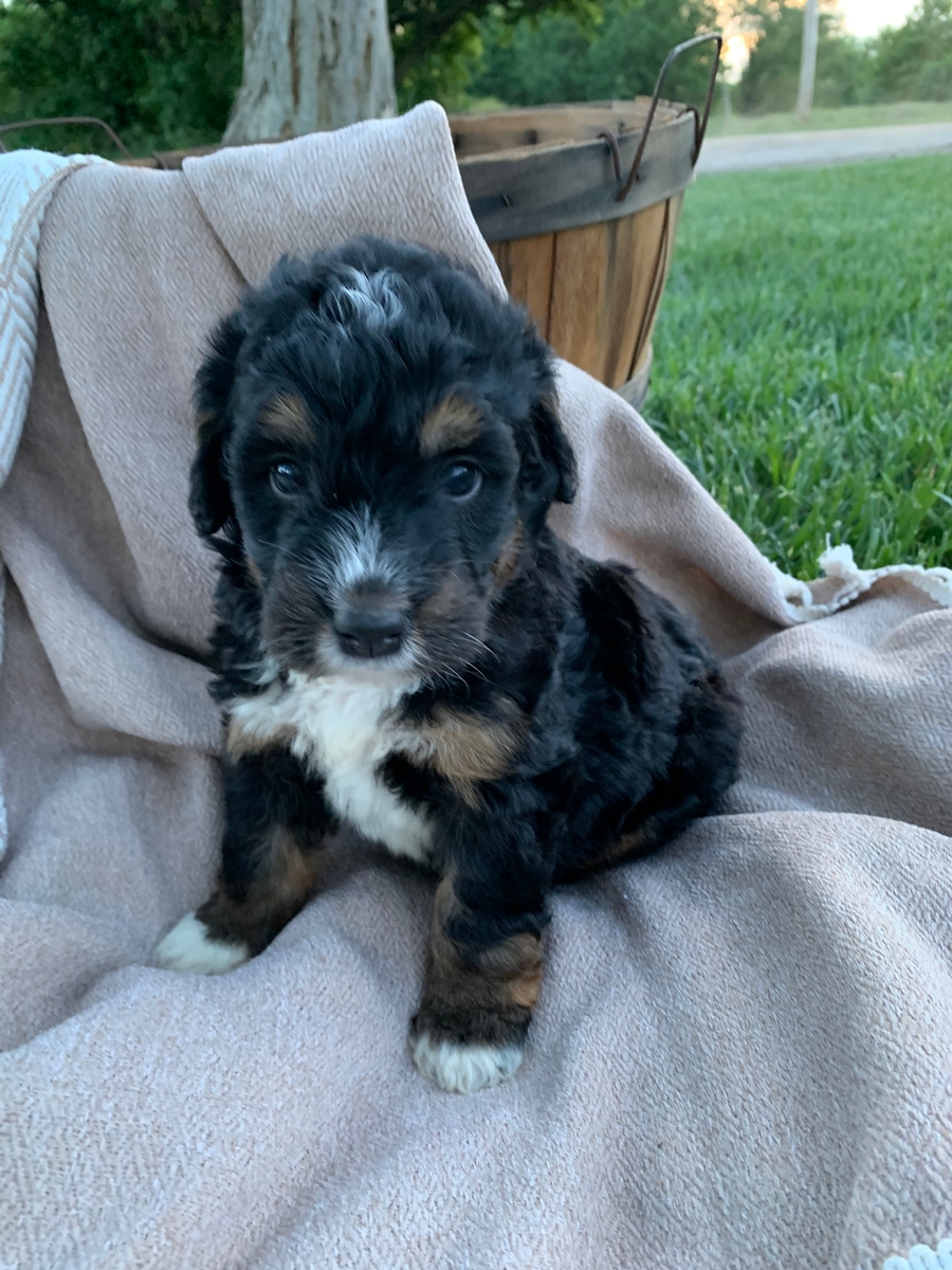 Dream Doodle Puppies Medium Bernedoodle Kansas