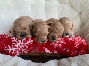 F1bb Mini Goldendoodles