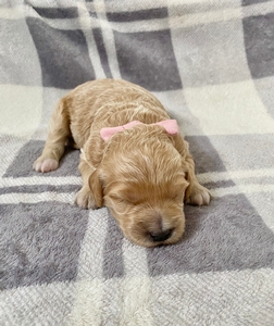 Remi