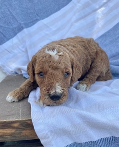 Duke