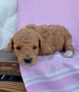 Daisy