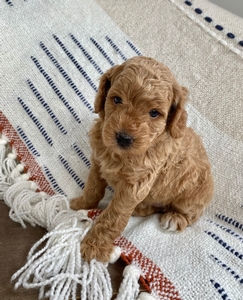 Minnie