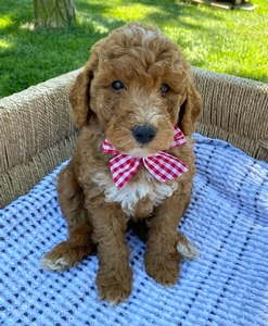 Duke