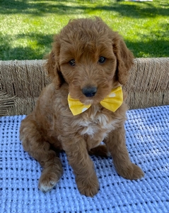 Dolly