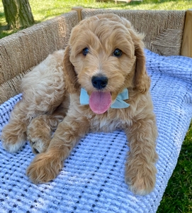 Remi
