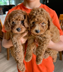 F1bb Micro Mini Goldendoodles