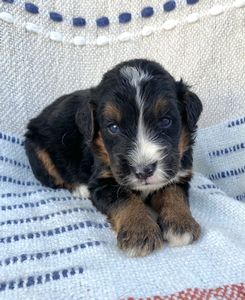 Arlo