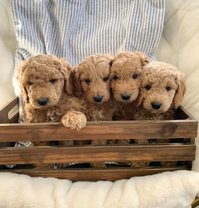 F1bb Mini Goldendoodle Puppies