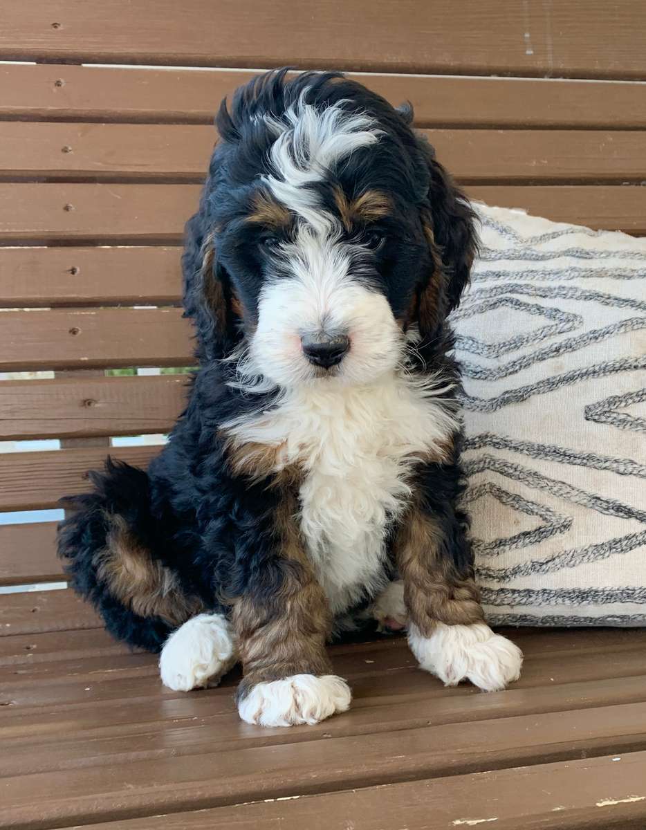 Bernedoodle 