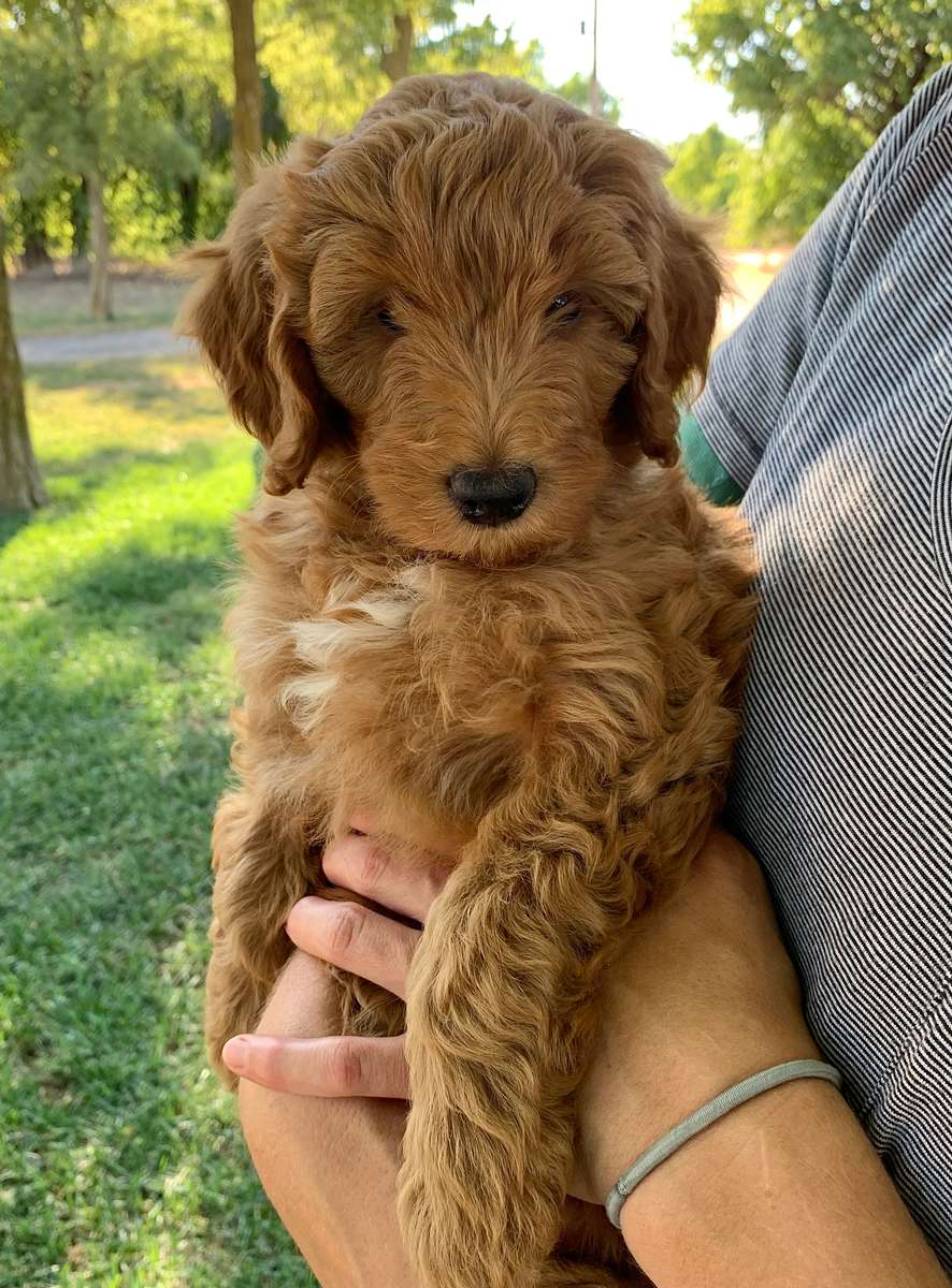 Health Guarantee Contract and Terms