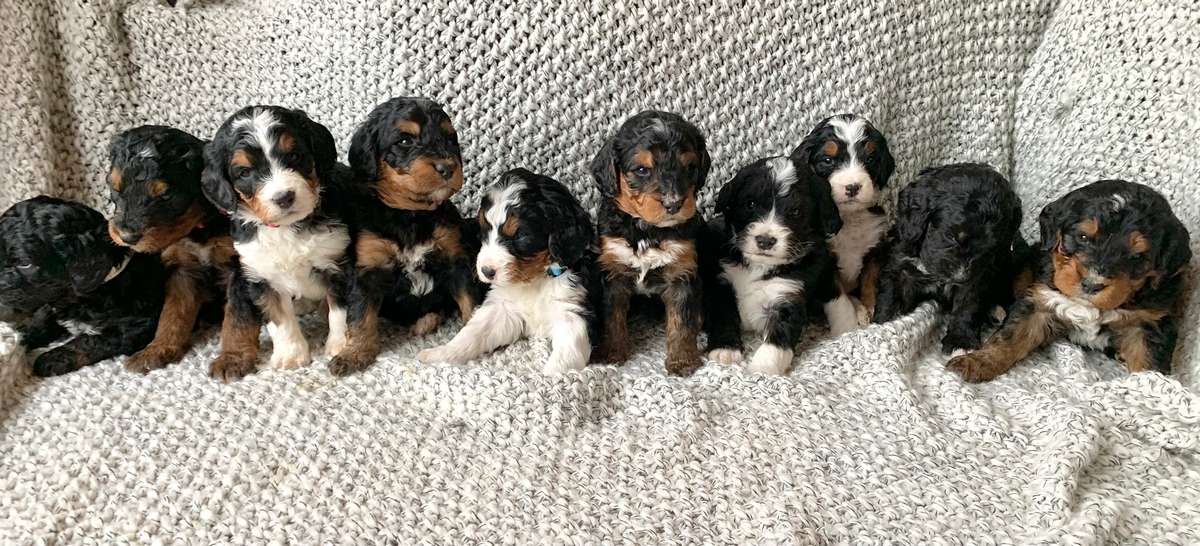 Our Bernedoodles
