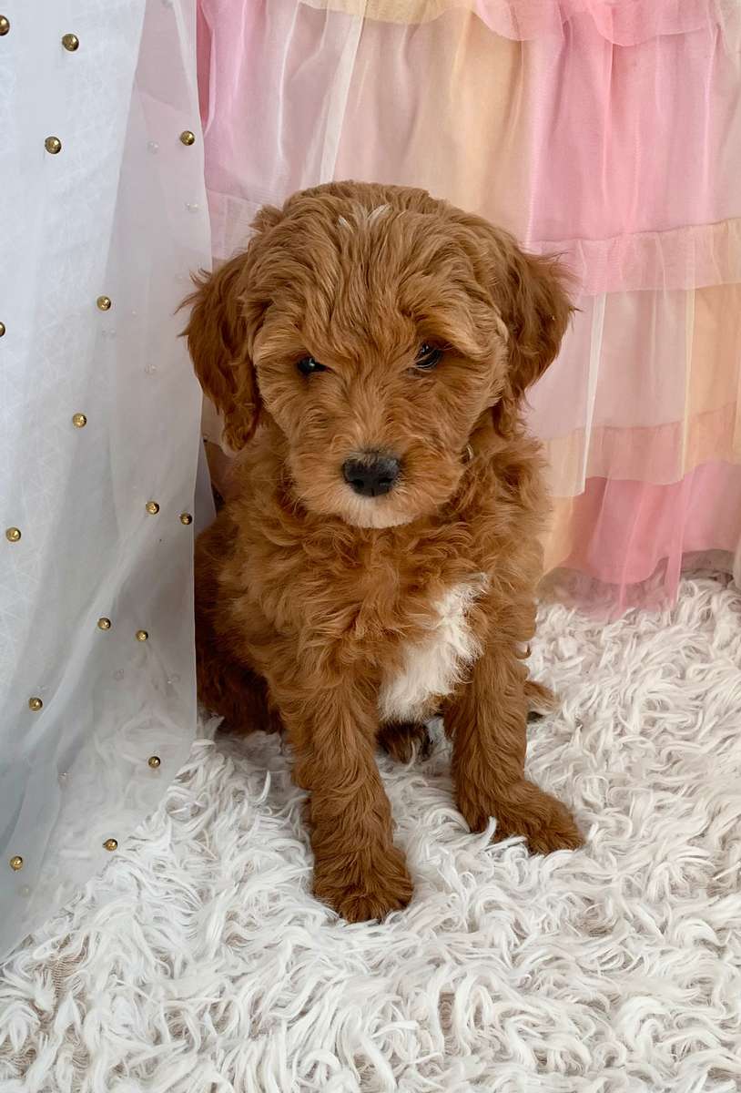 goldendoodle